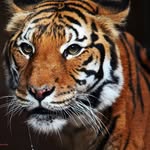 Carmen Harrison Richey - @tigernana10 - Instagram