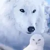 white wolf - @carmenhoffmann81 - TikTok