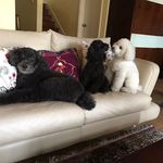 Carmen Lam - @carmenlam1016 - Instagram