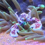 Carmen & Michael - @deepblue_reef - Instagram