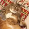 Carmen Osborn - @carmenoz - TikTok