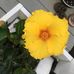 Carmen Richardson - Facebook