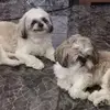 Carmen Roca - @carmen.roca2 - TikTok