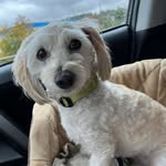 Carmen Roche - @pitusa1970 - Instagram