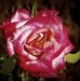Carmen Roe - Facebook