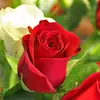 CarmenRojas - @carmenrojas._ - TikTok