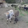 Romulo_carmen - @romulo_carmen - TikTok