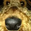 Ti Amo - @carmenrowe48 - TikTok