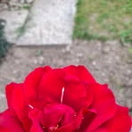 Carmen Snyder - Facebook