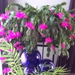 Carmen Stowe - Facebook