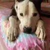 CarmenSummersdwz - @carmensummersdwz - TikTok