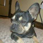 Carmen Tarin - @frenchielove3 - Instagram
