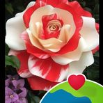 Carmen Veloz - Facebook