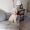 Carmen Williamson*★ - @carmen.williamson8 - TikTok