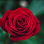 Carmen Zelada - Facebook