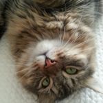 Carol Rimelspach Bischoff - @zoey46074 - Instagram