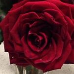 Carol Blattman - @carolblattman - Instagram