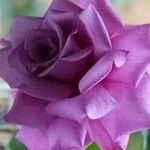 Carol Bledsoe Miller - @carolbledsoemiller - Instagram