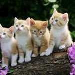 kittymimi - @carolbledsoemclean - Instagram