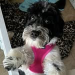 Carol Bleier - @rosiepo10 - Instagram