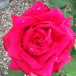 Carol Bodnar - @carolbodnar123 - Instagram