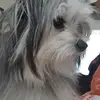 Carol Bodnar Burke - @grannybear52 - TikTok