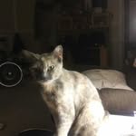 Carol Bogart - @carol.bogart.963 - Instagram