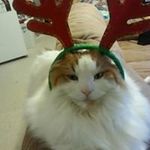 Carol Bohan - @carolbohan - Instagram