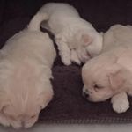 Carol Bohlmann - @carolbohlmann - Instagram