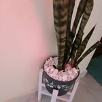 Carol Boke - @carol.boke.1 - Instagram