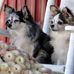 Carole Bolan - Facebook