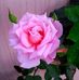 Carol Bolduc - Facebook
