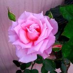 Carol Bolduc - @carol.bolduc.94 - Instagram