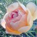 Carol Boring - Facebook