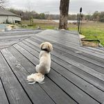 Carol Borrelli - @clborrelli49 - Instagram