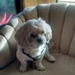 Carole Bouchard - @carole.bouchard.73 - Instagram