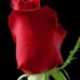 Carol Bourke - Facebook