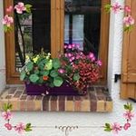 Carol Bowes - @carol.bowes1 - Instagram