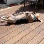 Carol Bowlin Wortz - @cbwortz - Instagram