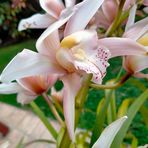 Carol Bowring - Facebook