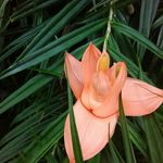 carol buchanan - @carolbuchanan2020 - Instagram