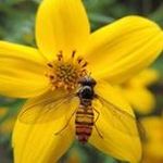 Carol Budd - @carol.budd.45 - Instagram