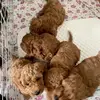 Carol Buddy - @carol.buddy - TikTok