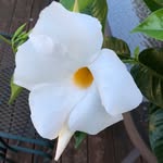 Anna Carol Buffington - @annacbuffington - Instagram
