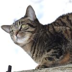 Carol Ann Bugg - @robinlanefarm - Instagram