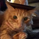 Carol Burrell - @catgrandmaxoxo - Instagram