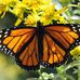 Carol Burt - Facebook