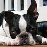 Carol - @carolbusseau - Instagram