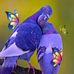 Carol Canfield - Facebook