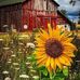 Carol Cason - Facebook